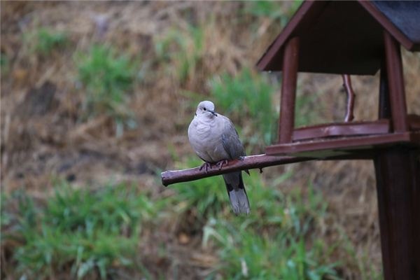 What does it mean to dream of a dove? What does it mean to dream of a dove?