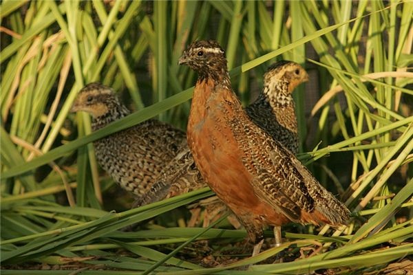 What does it mean to dream of a quail? What does it mean to dream of a quail?