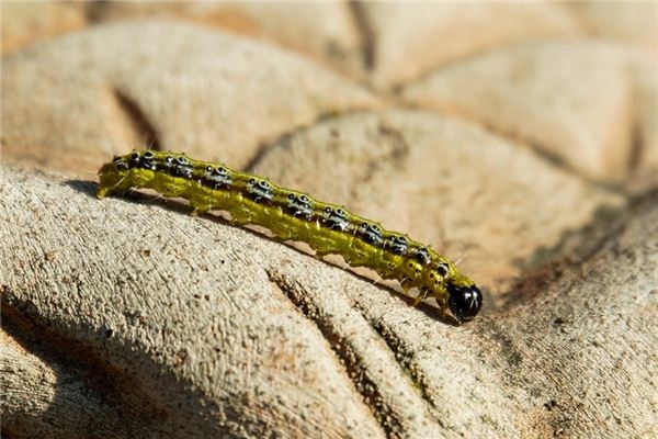 What does it mean to dream of woodworms? What does it mean to dream of woodworms?