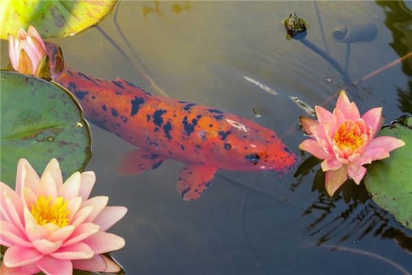 What does it mean to dream of goldfish? What does it mean to dream of goldfish?