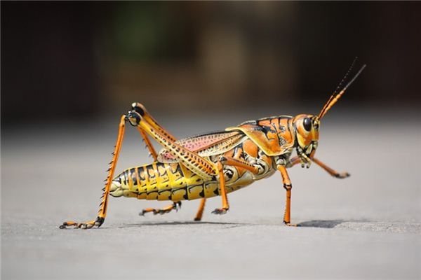 What does it mean to dream of grasshoppers? What does it mean to dream of grasshoppers?