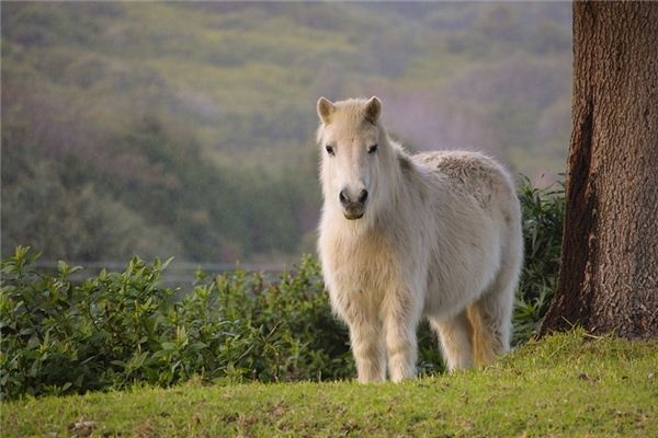 What does it mean to dream of a pony? What does it mean to dream of a pony?