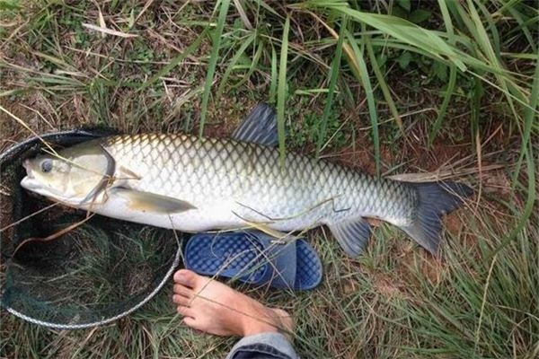 I dreamed of holding a fish down with my hand.
