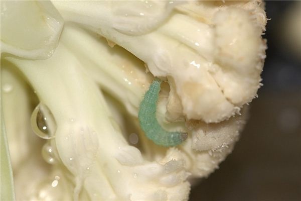 What does it mean to dream of green worms? What does it mean to dream of green worms?