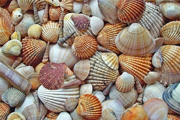 What does it mean to dream of seafood shells? What does it mean to dream of seafood shells?
