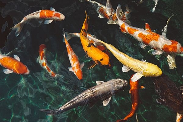 What does it mean to dream of many fish?