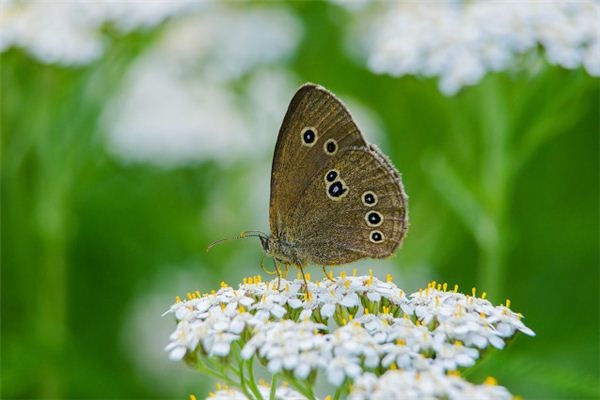 I dreamed of a butterfly with broken wings.