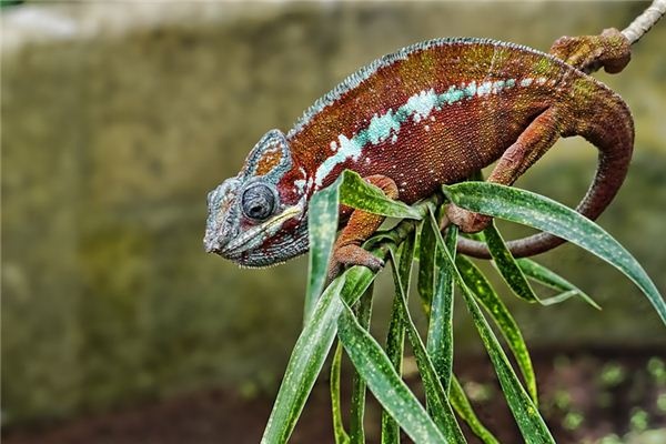 What does it mean to dream of a chameleon? What does it mean to dream of a chameleon?