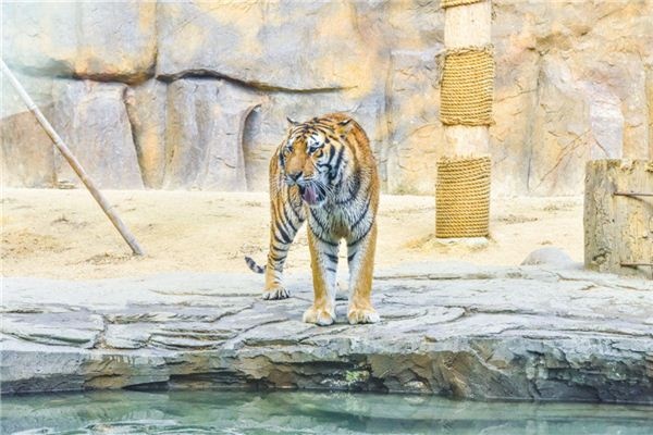 I dreamed that a tiger walked into my house.