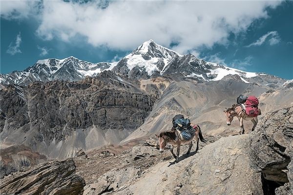 What does it mean to dream of a donkey? What does it mean to dream of a donkey?