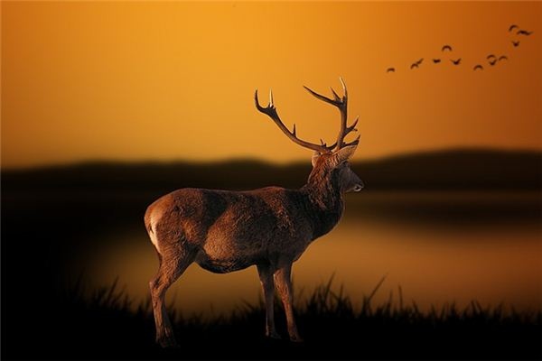 What does it mean to dream of a deer? What does it mean to dream of a deer?