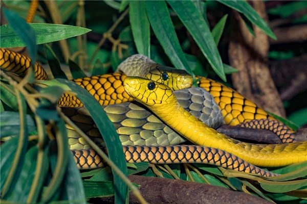 Dreaming of snakes of various colors