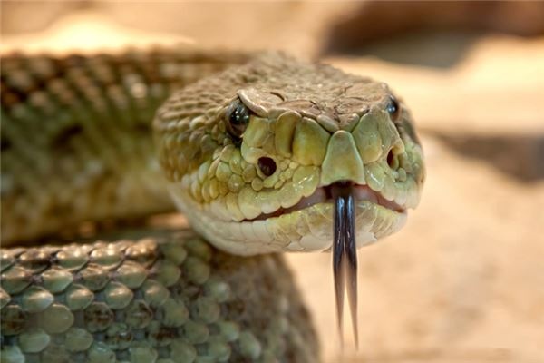 What does it mean to dream of killing a snake?