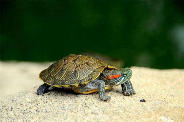 Holding a turtle