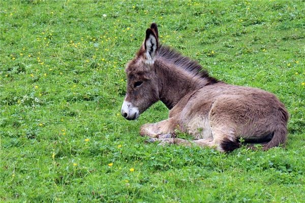 What does it mean to dream of being kicked by a donkey? What does it mean to dream of being kicked by a donkey?