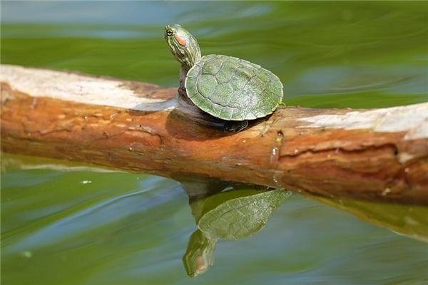 What does it mean to dream of a turtle eating fish? What does it mean to dream of a turtle eating fish?