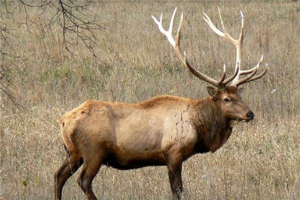 Dreaming of a deer that doesn't resemble a cheetah