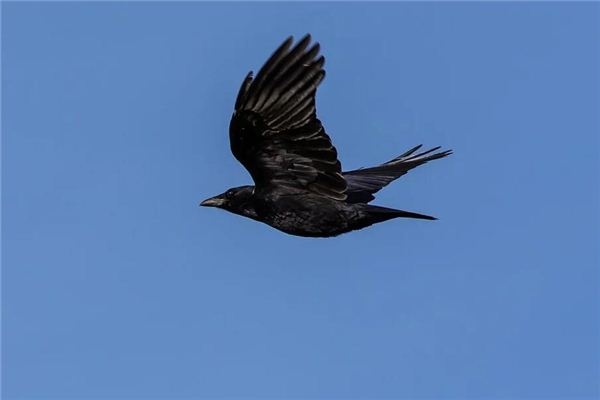 I dreamt of crows flying in circles.