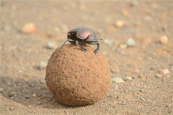 What does it mean to dream of dung beetles? What does it mean to dream of dung beetles?