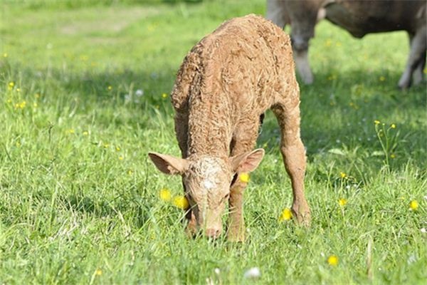 What does it mean to dream of a calf eating grass? What does it mean to dream of a calf eating grass?