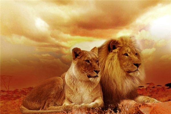 What does it mean to dream of being chased by a lion? What does it mean to dream of being chased by a lion?