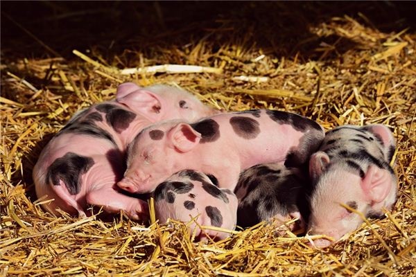 What does it mean to dream of a pig biting someone? What does it mean to dream of a pig biting someone?