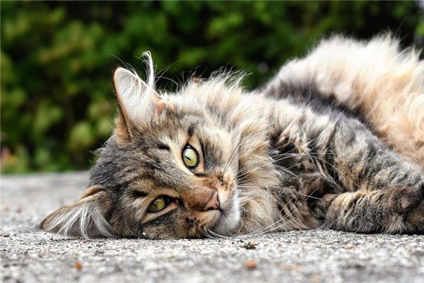 What does it mean to dream of a wild cat? What does it mean to dream of a wild cat?