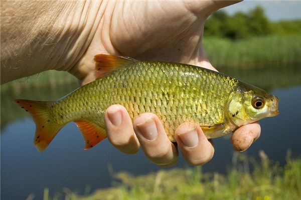 What does it mean to dream of silver carp? What does it mean to dream of silver carp?