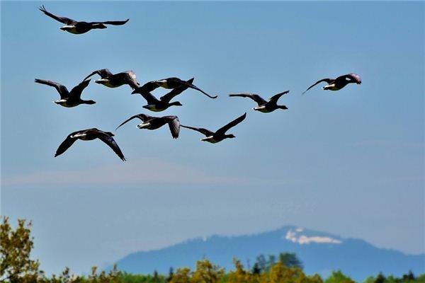 What does it mean to dream of wild geese? What does it mean to dream of wild geese?