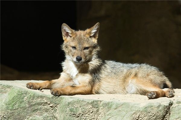 What does it mean to dream of a hyena? What does it mean to dream of a hyena?