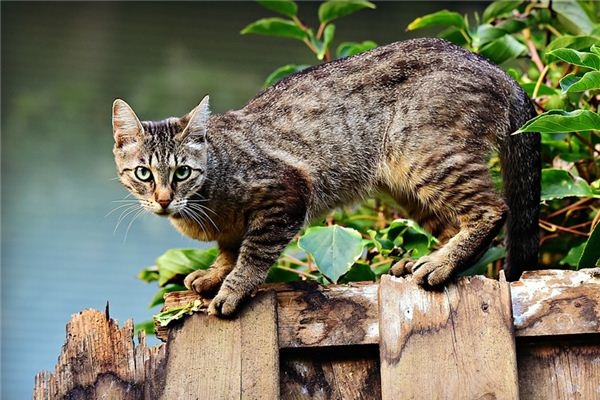 What does it mean to dream of being chased by a cat?