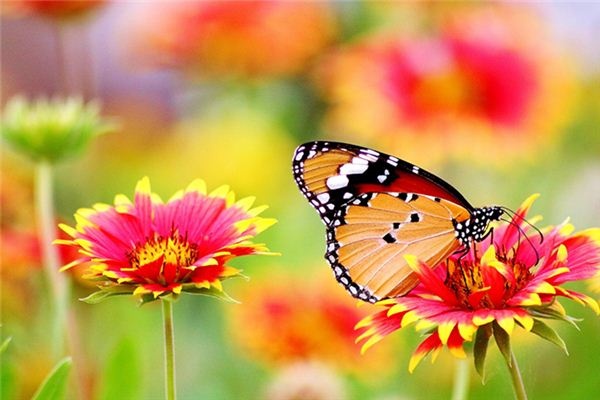 Dreaming of butterflies Dreaming of butterflies