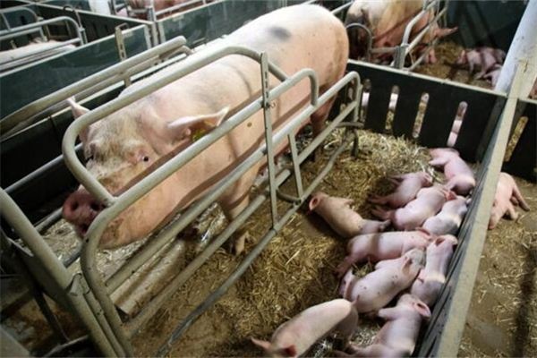 I dreamed that a pig gave birth to many piglets.