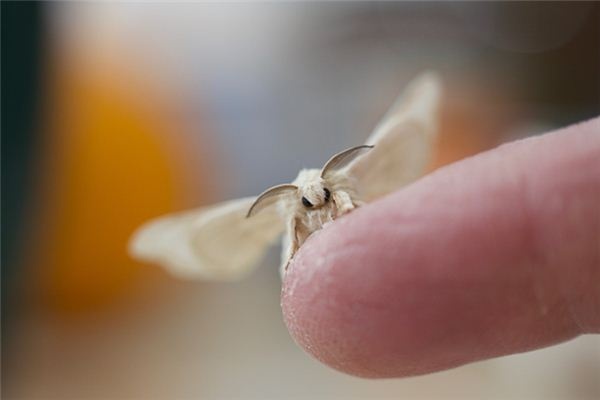 What does it mean to dream of silkworms emerging from their cocoons? What does it mean to dream of silkworms emerging from their cocoons?