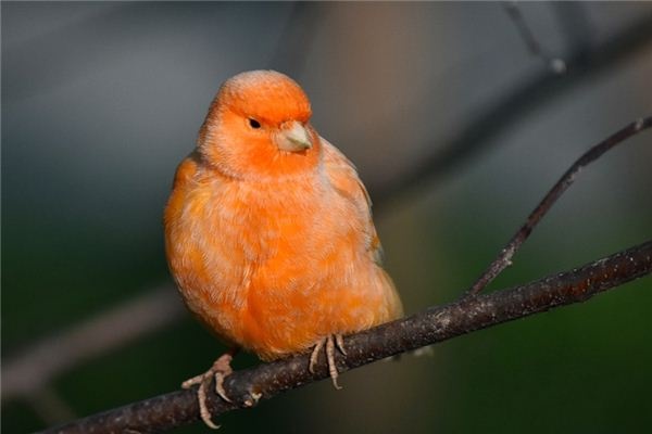 What does it mean to dream of a canary? What does it mean to dream of a canary?