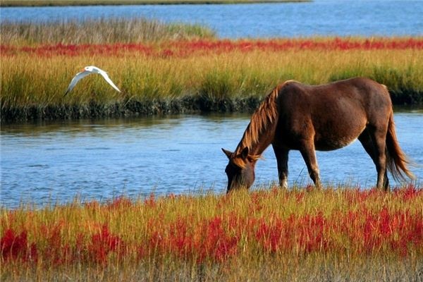 What does it mean to dream of wild horses? What does it mean to dream of wild horses?