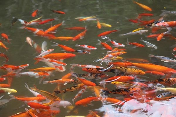 What does it mean to dream of feeding fish? What does it mean to dream of feeding fish?