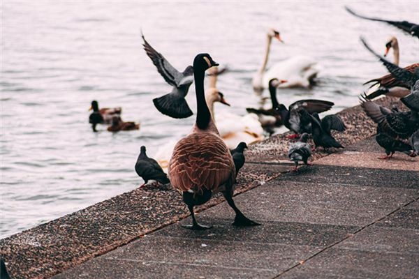 What does it mean to dream of chickens, ducks, and geese? What does it mean to dream of chickens, ducks, and geese?