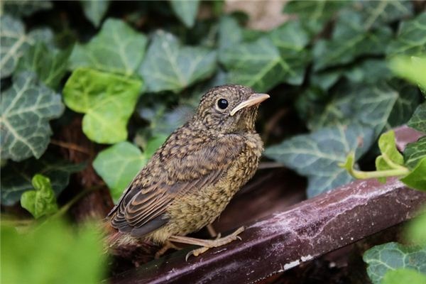 What does it mean to dream of a nightingale? What does it mean to dream of a nightingale?