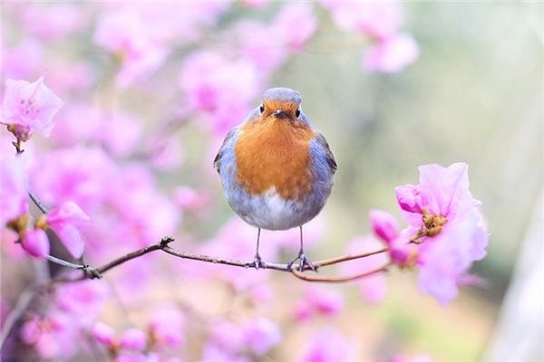 What does it mean to dream of birdsong? What does it mean to dream of birdsong?