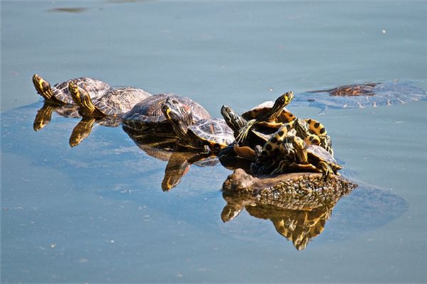 What does it mean to dream of a turtle?