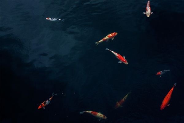 What does it mean to dream of red carp? What does it mean to dream of red carp?