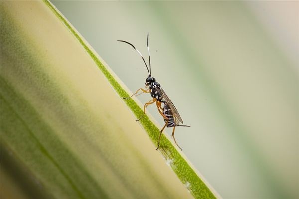 What does it mean to dream of wasps? What does it mean to dream of wasps?