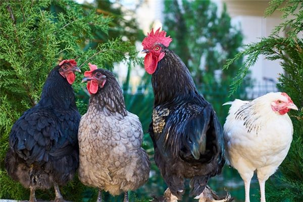 What does it mean to dream of chickens and dogs? What does it mean to dream of chickens and dogs?