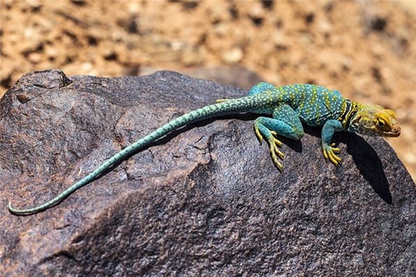 What does it mean to dream of reptiles? What does it mean to dream of reptiles?