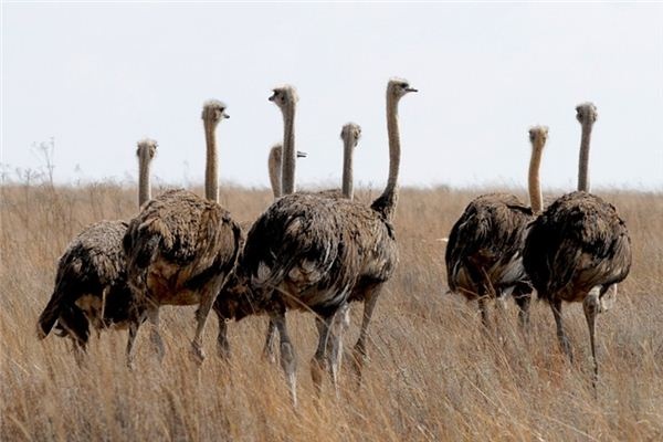 What does it mean to dream of an ostrich? What does it mean to dream of an ostrich?