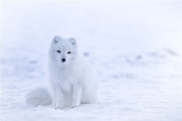 What does it mean to dream of a white fox? What does it mean to dream of a white fox?