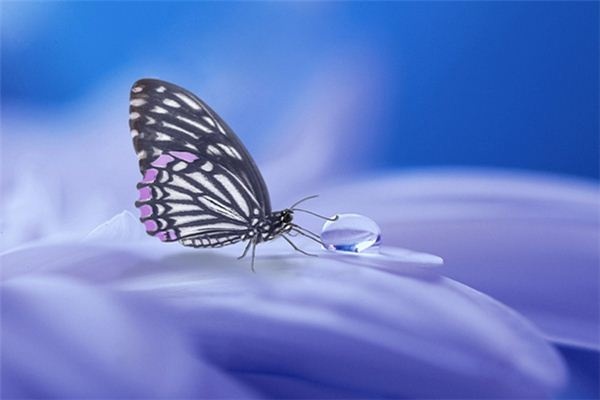 What does it mean to dream of a butterfly dying? What does it mean to dream of a butterfly dying?