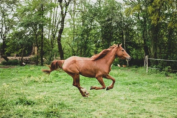 What does it mean to dream of a horse nearby? What does it mean to dream of a horse nearby?