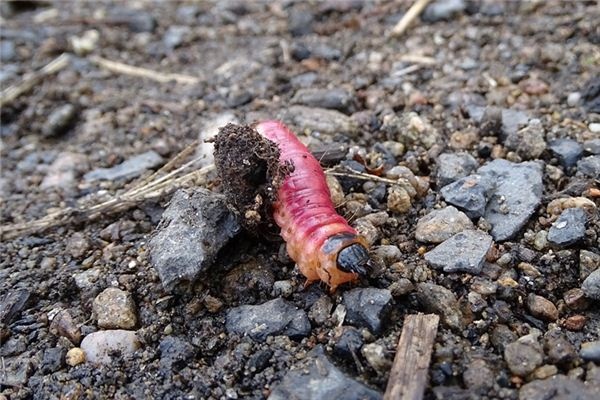 What does it mean to dream of dung beetles? What does it mean to dream of dung beetles?